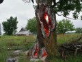 Молния попала в дерево