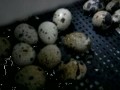 Перепела вылупляются из яйца