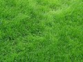 512231_download-wallpapers-3840x2400-texture-grass-field-green-ultra-hd_3840x2400_h