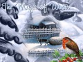 Magic of Winter -1