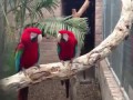 Попугаи танцуют под рэп
