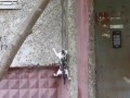 Кот ассасин/ Assassin cat