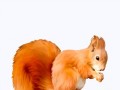 squirrel-animated-gif-70