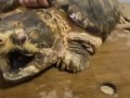 Грифовая черепаха расправилась с ананасом