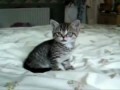 Зевающие коты  с озвучкой