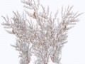 snow_bush_03_by_brokenwing3dstock-d5mrwaa