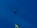 Shark attack on spear fisherman for yellowfin tuna at Ascension Island