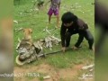 Дети спасли собаку от питона