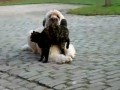 Кошка дружит с собакой