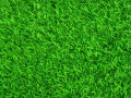 green-grass-summer-gazon-fon-trava-zelenaia