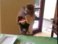 Monkey mom snatches epic meal for baby