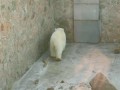 В челябинском зоопарке медведь сходит с ума