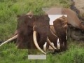 One of the Last Big Tusker Elephants Was Killed by Poachers | National Geographic