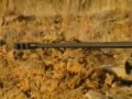 Анти-материальная винтовка NTW-20