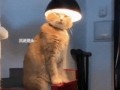 Кот с лампой GIF