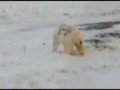 На Севере ищут белого медведя с надписью «Т-34»