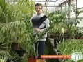 Щитовка Борьба с щитовкой на комнатных растениях
