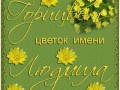 Горицвет-цветок имени Людмила.