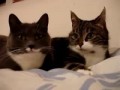 О чем болтают две кошки?
