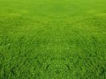 grass-texture небо10