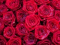 Roses_Many_Texture_Red_500232