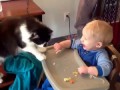 Cute Cats and Dogs Love Babies Compilation 2015