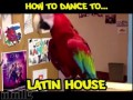 How to Dance to... Music Genres with Birds