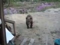 Почему не надо кормить с рук медведей?