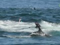 Фотограф чудом выжил после попадания в пасть кита