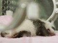 младенец панда