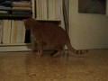 Коты против метронома