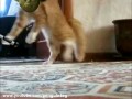 Кот ушел красиво (new version) Thriller Cat