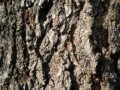 stock__tree_bark_texture_by_soulaura777-d374yng