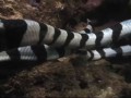 Морская змея атаковала мурену | Sea Snake eating Moray Eel