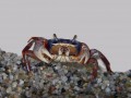 Rainbow_crab