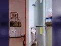 Коты воруют из холодильника