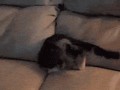 кот просочился в диван