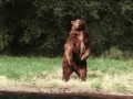 Медведь сиски