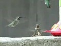 Колибри пьют из кормушки