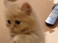 Little Kitten Puts Paws Together
