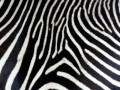 desktop-zebra-wallpaper-pink-dowload[1]