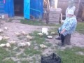 Бабушка из деревни строит уток