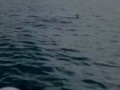 кататься с дельфинами