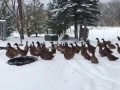 Утки вышли на снег