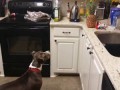 Pit bull is terrified of pineapple