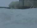 Белый медведь в Белушьей губе 2017