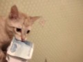 денежный кот