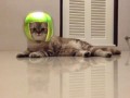 เฉโปแมวโง่ - Harlem Shake Cat
