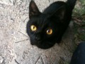 Потерявшийся  в Донецке черный кот