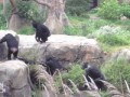 енот и шимпанзе